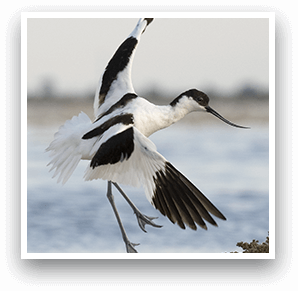 avocettes